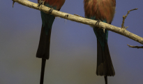Carmine bee-eater