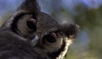 Bubo lacteus