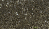 Red-billed quelea