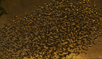 Red-billed quelea