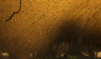 Red-billed quelea