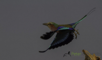 Lilac-breasted Roller