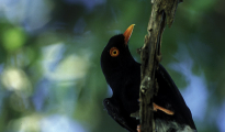 Retz's helmet-shrike, Red-billed helmet-shrike