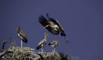 Yellow billed storks