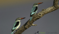 Woodland kingfisher