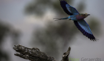 Lilac-breated roller