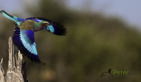 Roller in flight