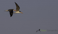 African Skimmer