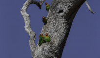 Lilian Lovebirds