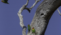 Lilian's lovebird