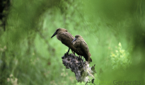 Hamerkop