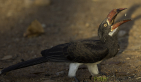crowned hornbill