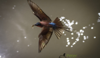 Southern Carmine bee-eater