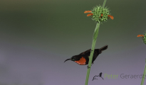 Scarlet-chested sunbird