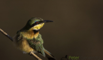 Little bee-eater
