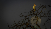 Yellow-billed stork