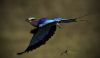 Lilac-breasted roller