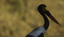 Saddle-billed stork
