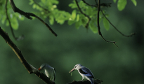 Woodland kingfisher