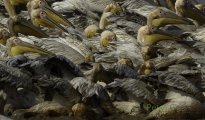 Great white pelican