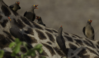 Red-billed oxpecker