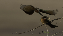 White-fronted bee-eaters