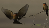 White-fronted bee-eater
