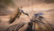 vultures in action