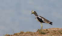 white-crowned plover