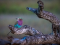 Lilac breasted roller