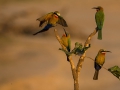 White-fronted bee-eaters