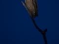 Giant eagle owl at night