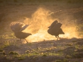 Guineafowls fighting at dawn