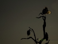 Secret ibis