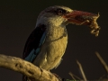 Brown-hooded Kingfisher
