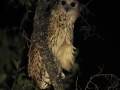 The Pel's fishing owl