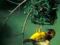 Male Masked weaver