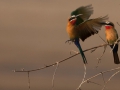 White fronted bee-eater