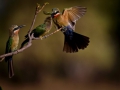 White fronted bee-eaters