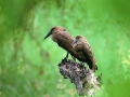 Hamerkop