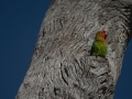 Lilian's lovebird