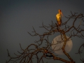 Yellow-Billed stork