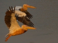 The great white pelican