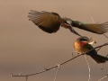 White fronted bee-eaters