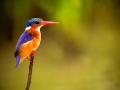 Malachite Kingfisher
