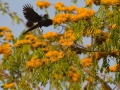 Long tailed glossy starling