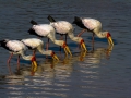 Yellow billed stork