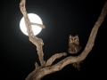 Verreaux's eagle-owl