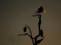 Sacret ibis