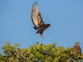 The bateleur